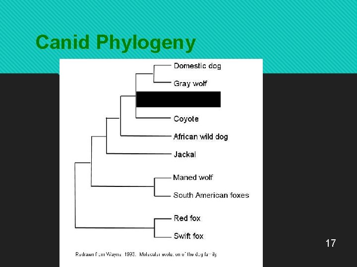 Canid Phylogeny 17 