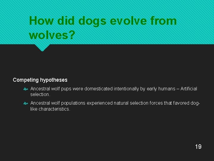 How did dogs evolve from wolves? Competing hypotheses Ancestral wolf pups were domesticated intentionally