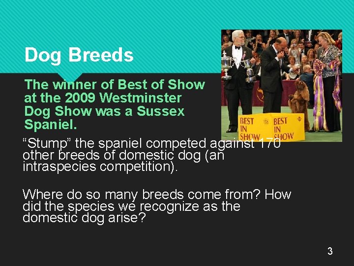 Dog Breeds The winner of Best of Show at the 2009 Westminster Dog Show