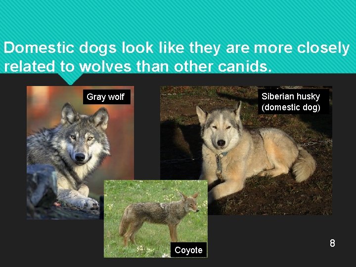 Domestic dogs look like they are more closely related to wolves than other canids.