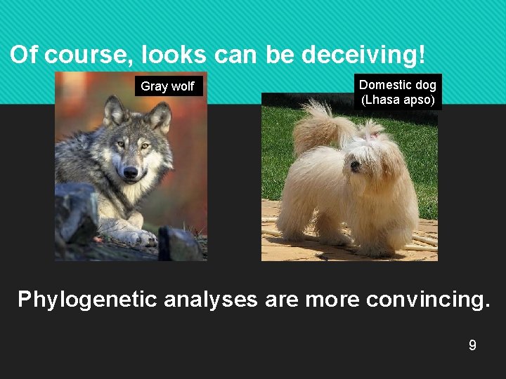 Of course, looks can be deceiving! Gray wolf Domestic dog (Lhasa apso) Phylogenetic analyses