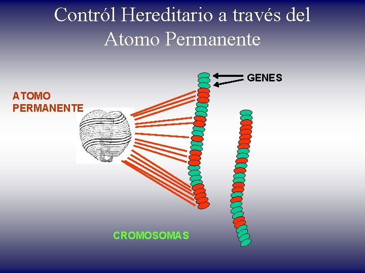Contról Hereditario a través del Atomo Permanente GENES ATOMO PERMANENTE CROMOSOMAS 