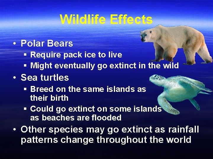 Wildlife Effects • Polar Bears § Require pack ice to live § Might eventually