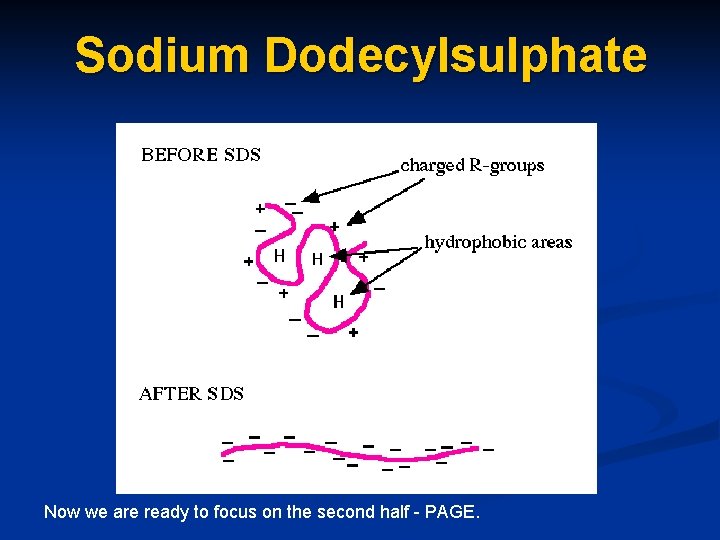 Sodium Dodecylsulphate Now we are ready to focus on the second half - PAGE.