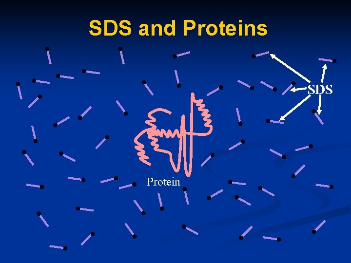 SDS and Proteins SDS Protein 