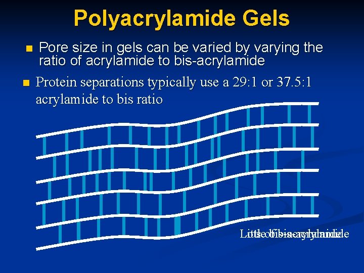 Polyacrylamide Gels n n Pore size in gels can be varied by varying the