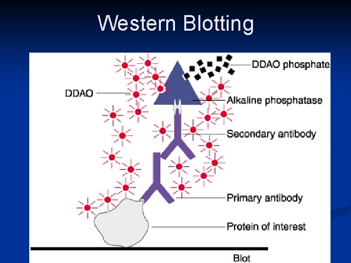 Western Blotting 