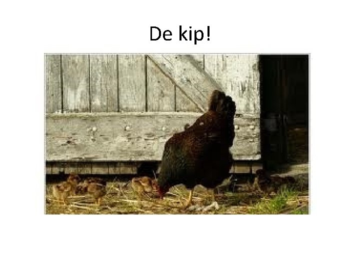 De kip! 