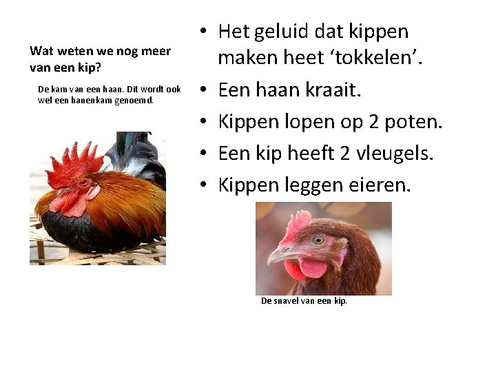 Wat weten we nog meer van een kip? De kam van een haan. Dit