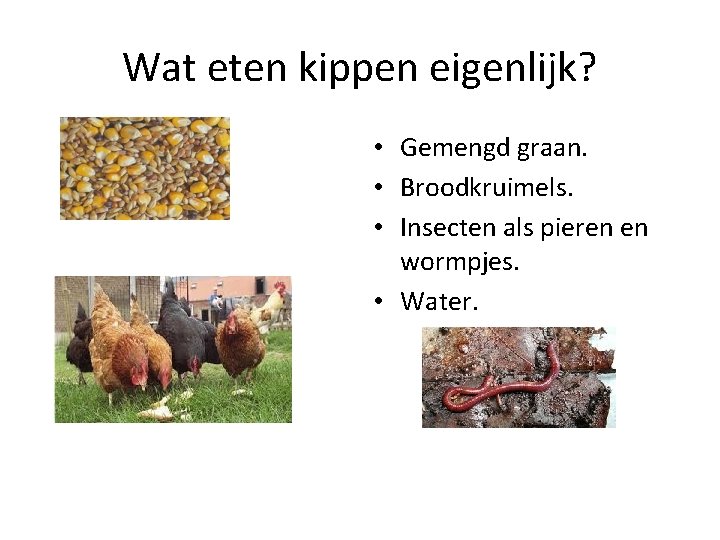 tempo uitdrukken Accommodatie De kip Hoe ziet een kip eruit De