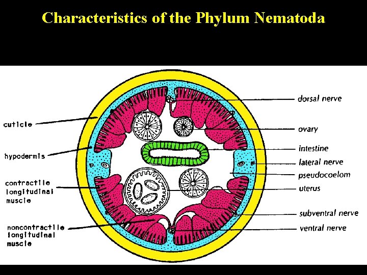 Characteristics of the Phylum Nematoda Characteristics of the Phylum Nematoda