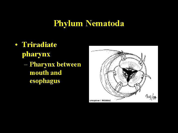 Phylum Nematoda • Triradiate pharynx – Pharynx between mouth and esophagus Phylum Nematoda • Triradiate pharynx – Pharynx between mouth and esophagus