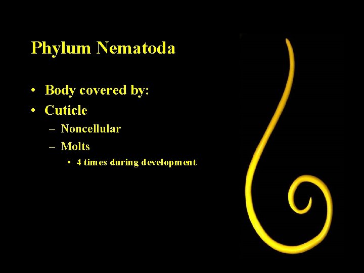 Phylum Nematoda • Body covered by: • Cuticle – Noncellular – Molts • 4 Phylum Nematoda • Body covered by: • Cuticle – Noncellular – Molts • 4