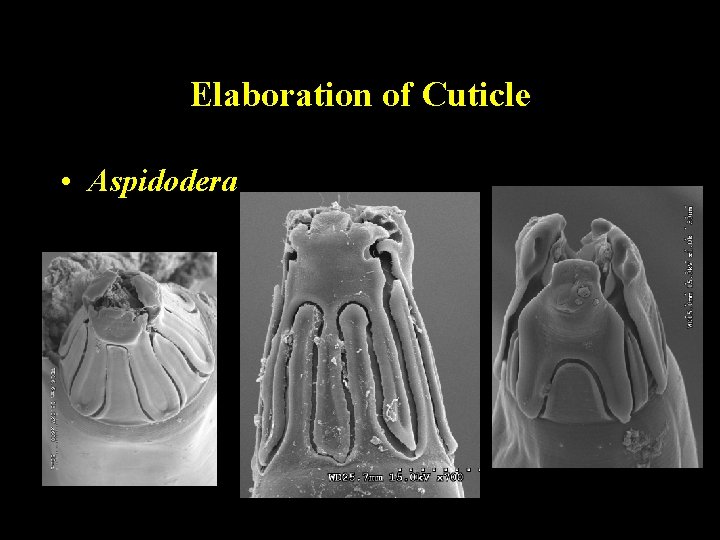 Elaboration of Cuticle • Aspidodera Elaboration of Cuticle • Aspidodera