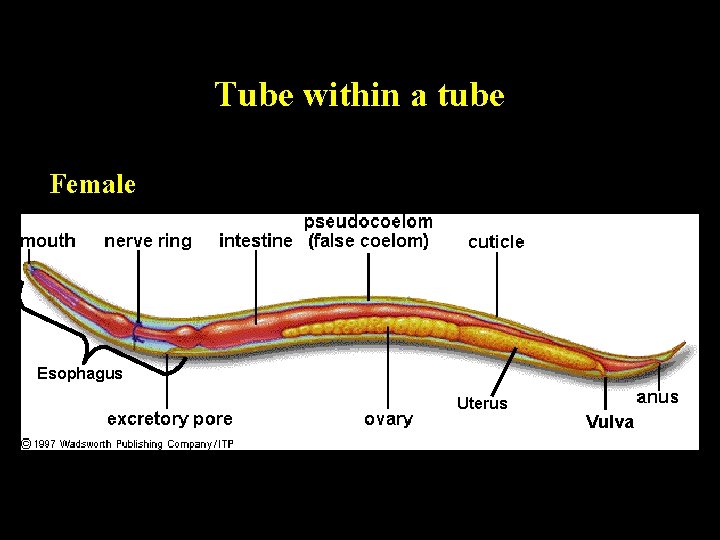 Tube within a tube Female Esophagus Uterus Vulva Tube within a tube Female Esophagus Uterus Vulva