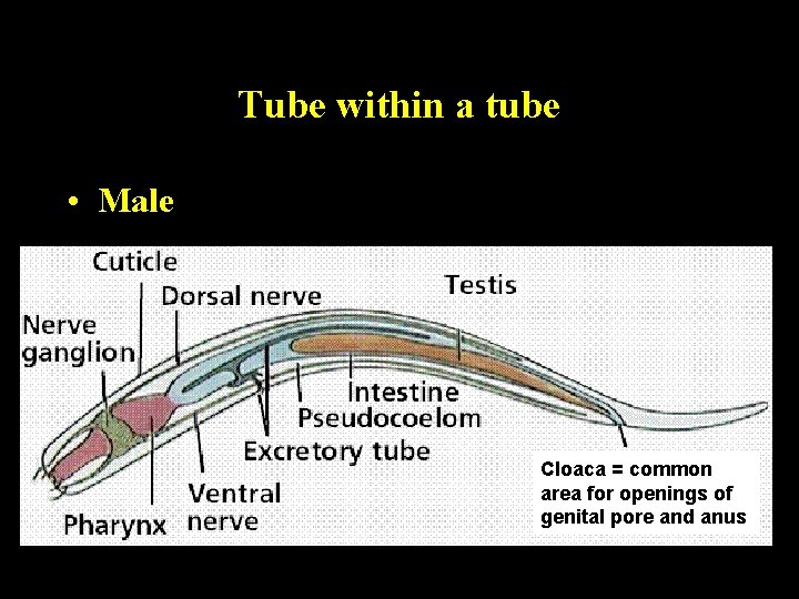 Tube within a tube • Male Cloaca = common area for openings of genital Tube within a tube • Male Cloaca = common area for openings of genital