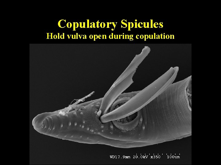 Copulatory Spicules Hold vulva open during copulation Copulatory Spicules Hold vulva open during copulation