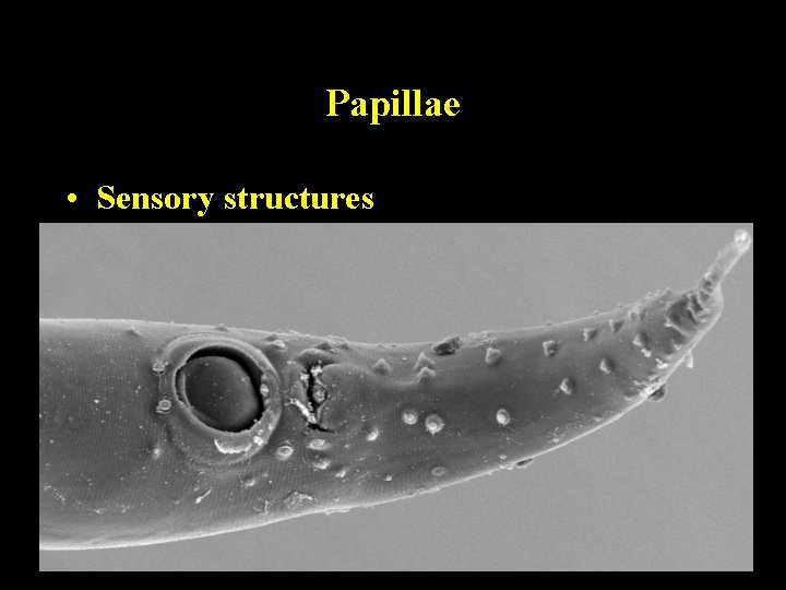 Papillae • Sensory structures Papillae • Sensory structures