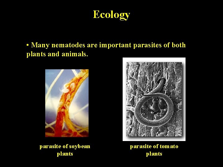 Ecology • Many nematodes are important parasites of both plants and animals. parasite of Ecology • Many nematodes are important parasites of both plants and animals. parasite of