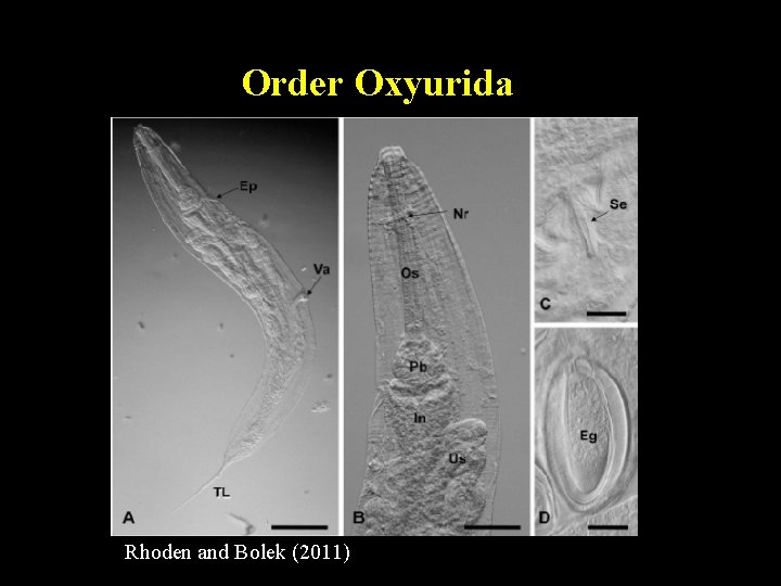 Order Oxyurida Rhoden and Bolek (2011) Order Oxyurida Rhoden and Bolek (2011)