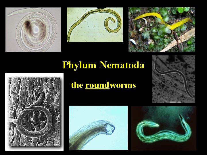Phylum Nematoda the roundworms Phylum Nematoda the roundworms