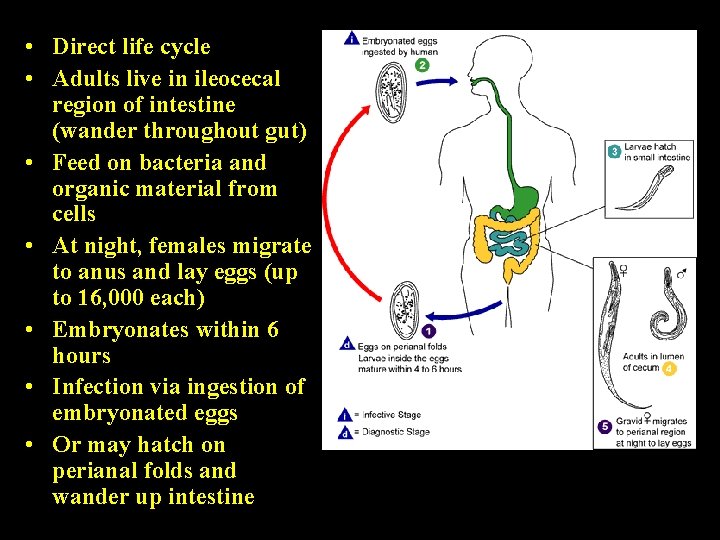 • Direct life cycle • Adults live in ileocecal region of intestine (wander • Direct life cycle • Adults live in ileocecal region of intestine (wander
