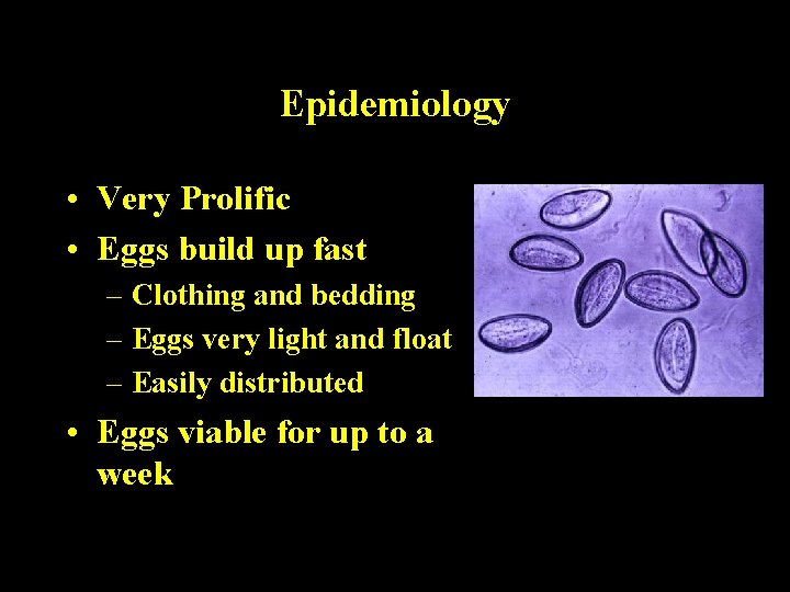 Epidemiology • Very Prolific • Eggs build up fast – Clothing and bedding – Epidemiology • Very Prolific • Eggs build up fast – Clothing and bedding –