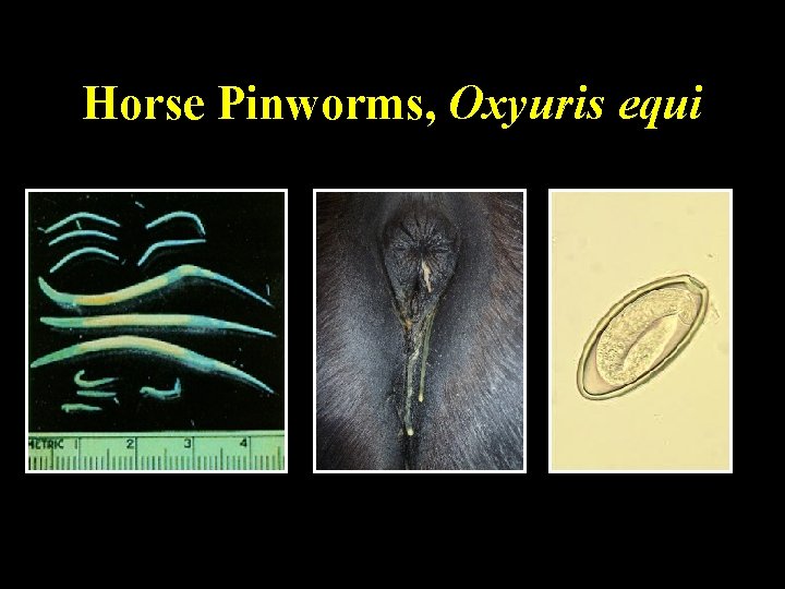Horse Pinworms, Oxyuris equi Horse Pinworms, Oxyuris equi