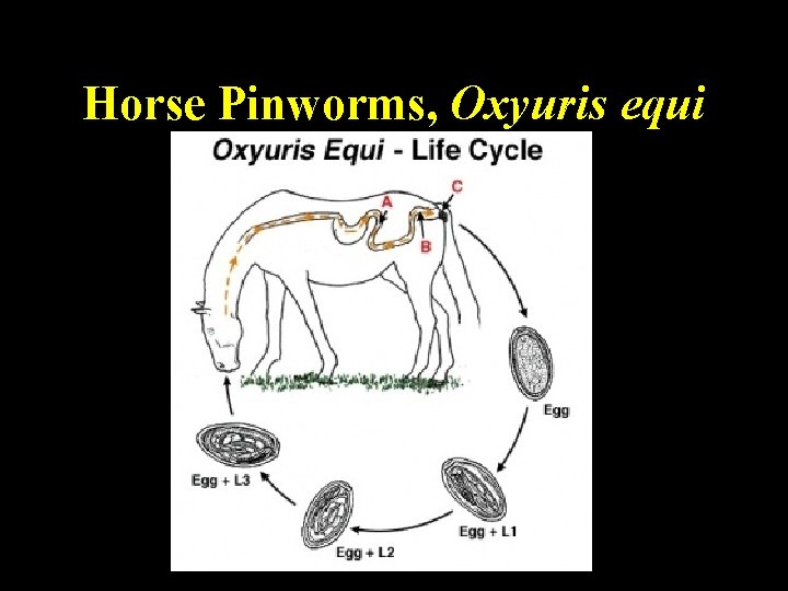 Horse Pinworms, Oxyuris equi Horse Pinworms, Oxyuris equi