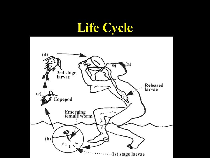 Life Cycle Life Cycle