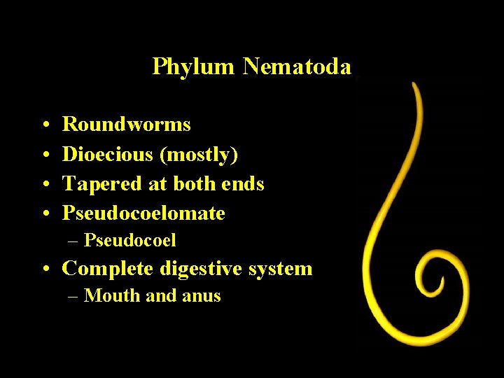 Phylum Nematoda • • Roundworms Dioecious (mostly) Tapered at both ends Pseudocoelomate – Pseudocoel Phylum Nematoda • • Roundworms Dioecious (mostly) Tapered at both ends Pseudocoelomate – Pseudocoel