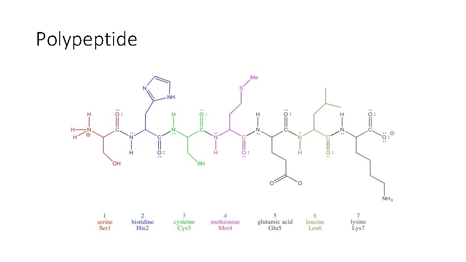 Polypeptide 