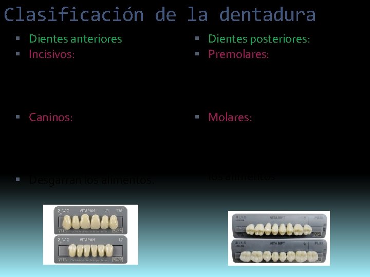Clasificación de la dentadura Dientes anteriores Incisivos: forma de pala con un borde cortante.