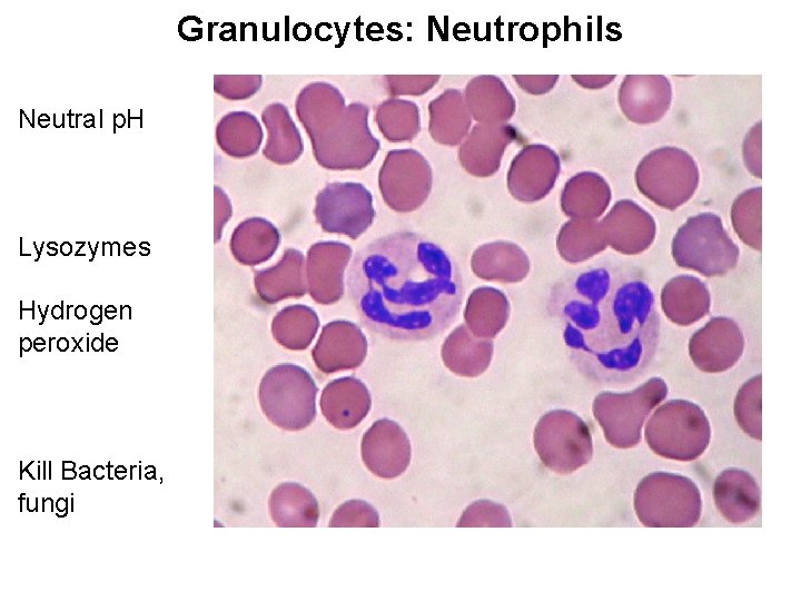Granulocyte Defect H2o2 Greatest Hits Test 1 Selected slides to study