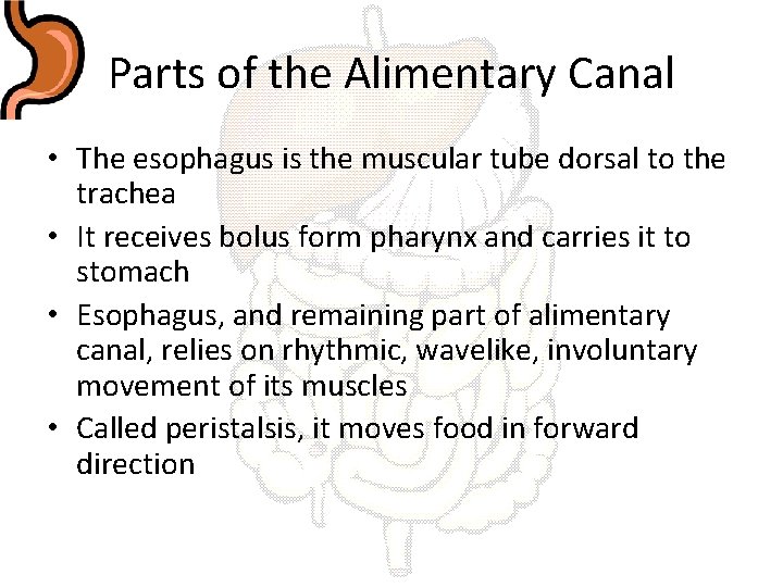 Parts of the Alimentary Canal • The esophagus is the muscular tube dorsal to