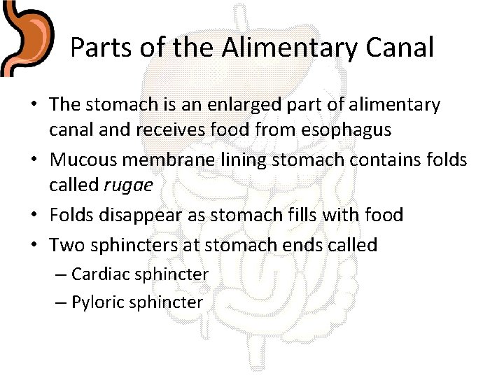 Parts of the Alimentary Canal • The stomach is an enlarged part of alimentary