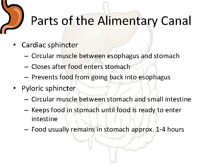 Parts of the Alimentary Canal • Cardiac sphincter – Circular muscle between esophagus and