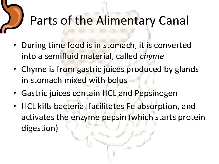Parts of the Alimentary Canal • During time food is in stomach, it is