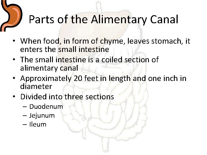 Parts of the Alimentary Canal • When food, in form of chyme, leaves stomach,