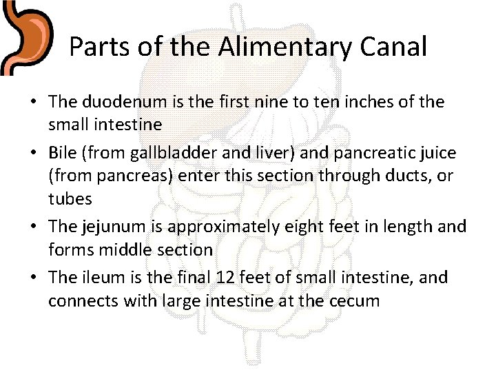Parts of the Alimentary Canal • The duodenum is the first nine to ten