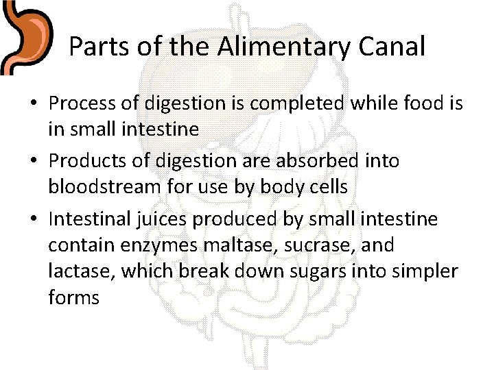 Parts of the Alimentary Canal • Process of digestion is completed while food is