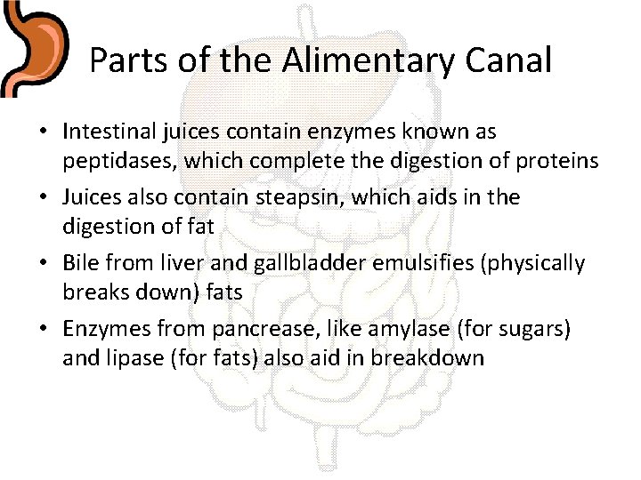 Parts of the Alimentary Canal • Intestinal juices contain enzymes known as peptidases, which