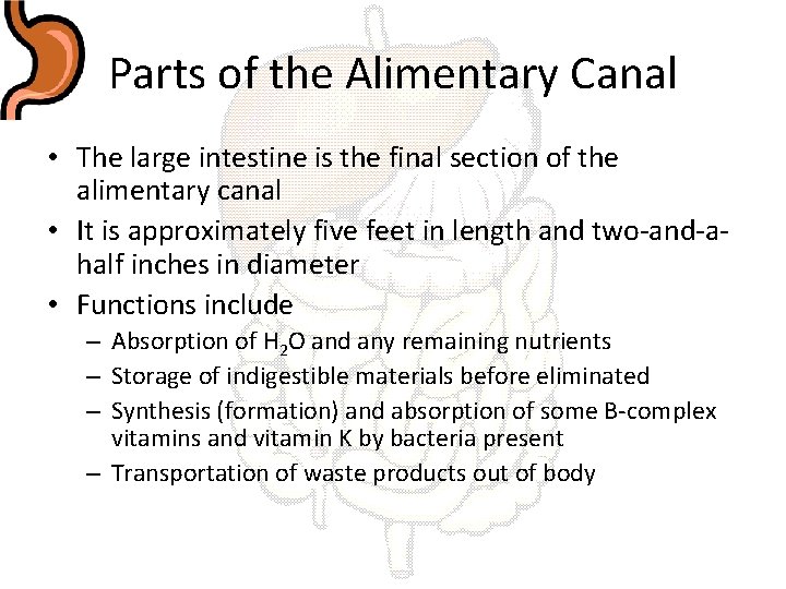 Parts of the Alimentary Canal • The large intestine is the final section of