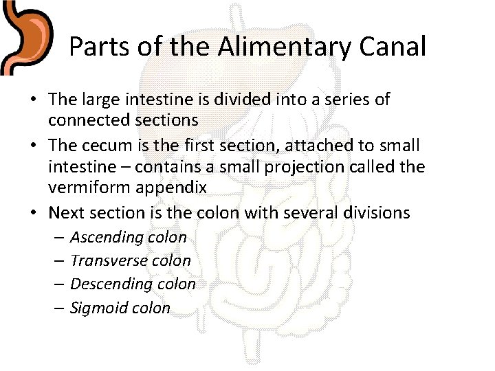 Parts of the Alimentary Canal • The large intestine is divided into a series