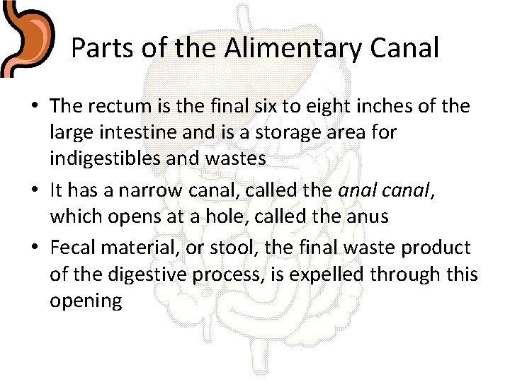 Parts of the Alimentary Canal • The rectum is the final six to eight