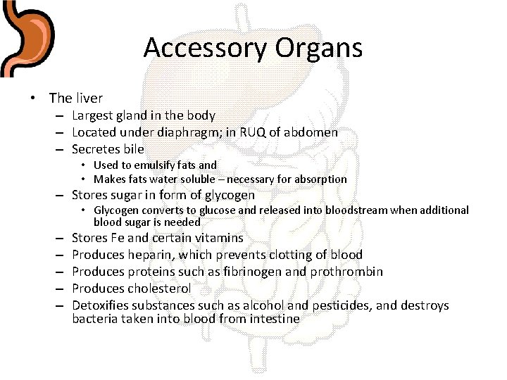 Accessory Organs • The liver – Largest gland in the body – Located under