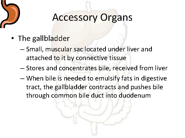 Accessory Organs • The gallbladder – Small, muscular sac located under liver and attached