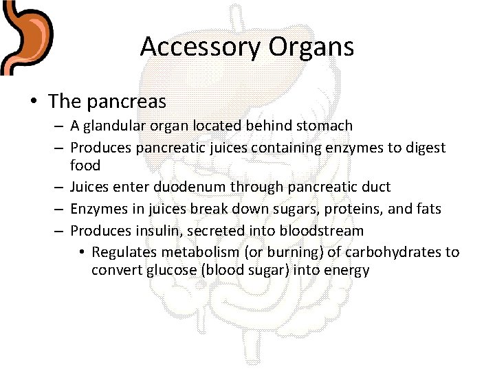Accessory Organs • The pancreas – A glandular organ located behind stomach – Produces