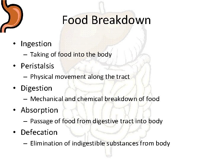 Food Breakdown • Ingestion – Taking of food into the body • Peristalsis –
