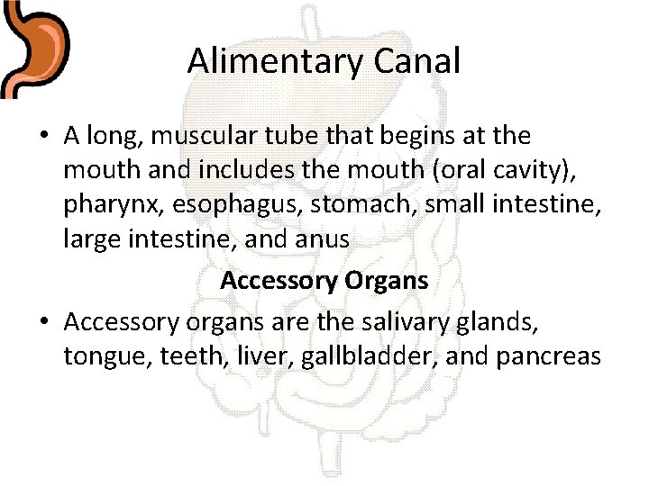 Alimentary Canal • A long, muscular tube that begins at the mouth and includes